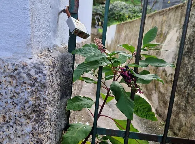 Moradia T2 Em Bairro Pitoresco Da - Cantinho Da Luz *
